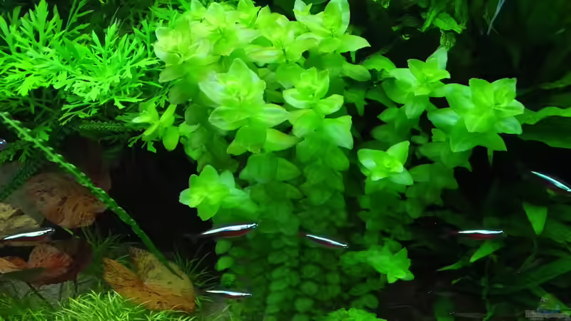 Dankbare dekorative Pflanze ´Großes Fettblatt´ von Oberoesterreicher (20)