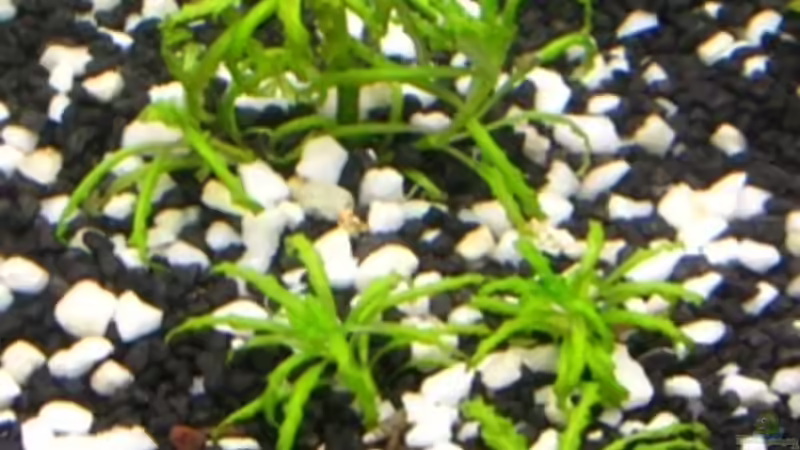 Daonoi (Pogestermon helfleri) von DanBri (5)