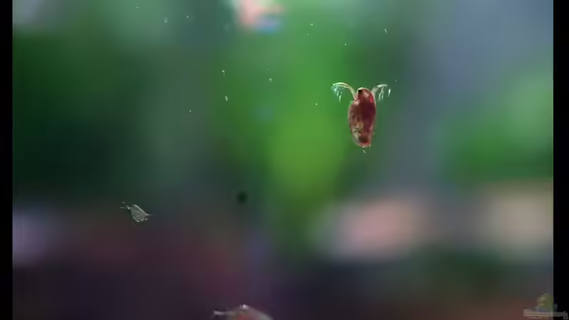 Daphnia plurex bei der Fütterung...also der, der Fische! xD von vixen (31)