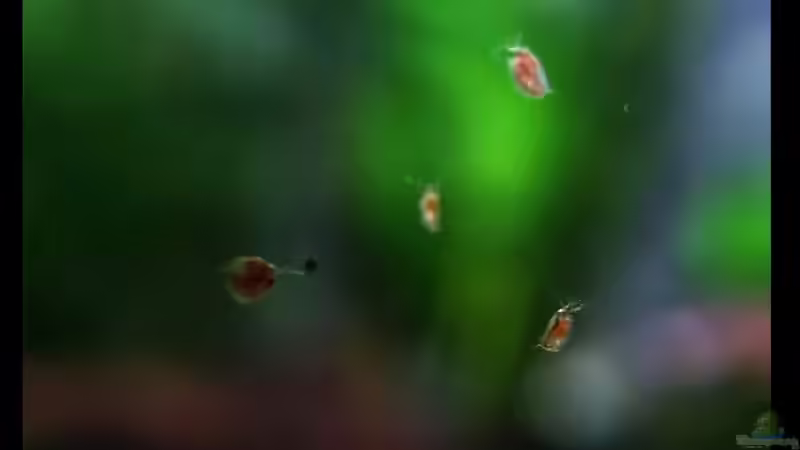 Daphnia plurex bei der Fütterung...also der, der Fische! xD von vixen (32)