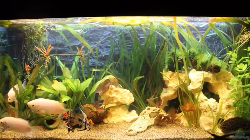 Darf ich vorstellen.... von DreamTümpel (1)