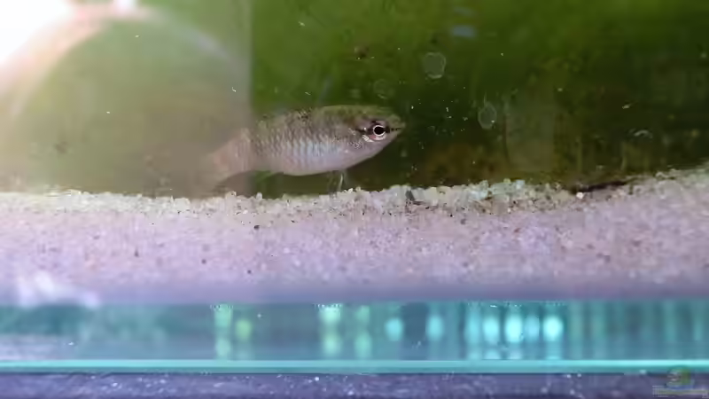 Dari dario Weibchen nach dem Einzug 21.07.2016 von Laufilauf (25)