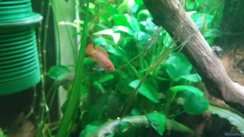 Dario Dario ( Bild aus dem alten Becken) von Miss Kasimir (19)