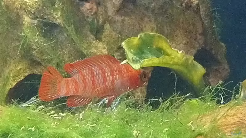 Dario dario  von Wasserwelten (16)