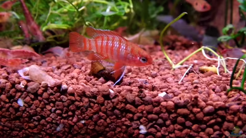 Aquarien mit Dario dario (Einrichtungsbeispiele für Scarlet-Blaubarsche)