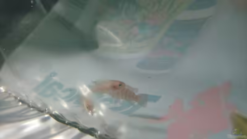 Dario Dario Einzug von Tiburón (31)