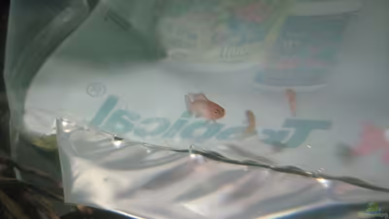 Dario Dario Einzug von Tiburón (32)