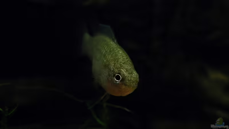 Dario Dario Mädel - Januar 2012 von bergfrau (1)