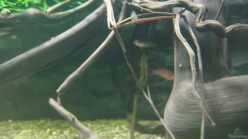 Dario Dario Mänchen mit einem der 2 Weibchen von Tiburón (34)