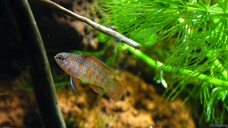 Dario Dario Männchen - 5 Stunden nach dem Einzug von bergfrau (24)