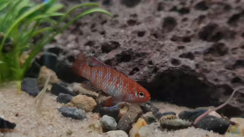 Dario Dario männchen beim Glanzwurm essen von David Schneider Aquaristik (17)