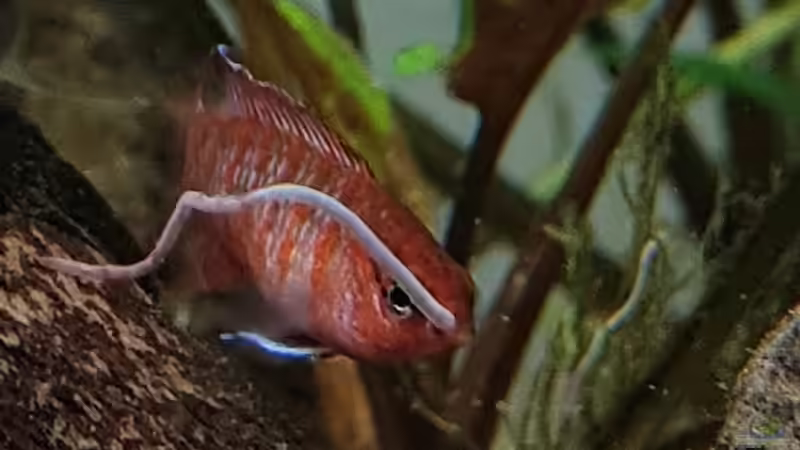 Dario Dario männchen beim Glanzwurm essen von David Schneider Aquaristik (20)