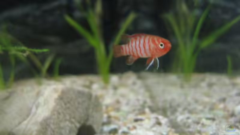 Dario Dario Männchen nach einem Tag im Becken schon etwas gefärbet:) von Tiburón (35)