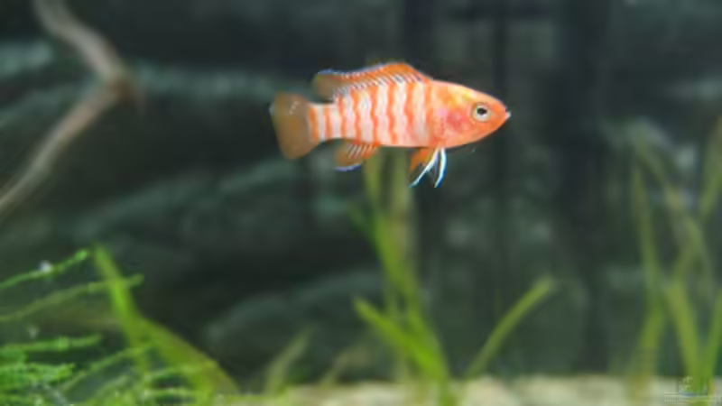 Dario Dario Männchen nach einem Tag im Becken schon etwas gefärbet:) von Tiburón (36)