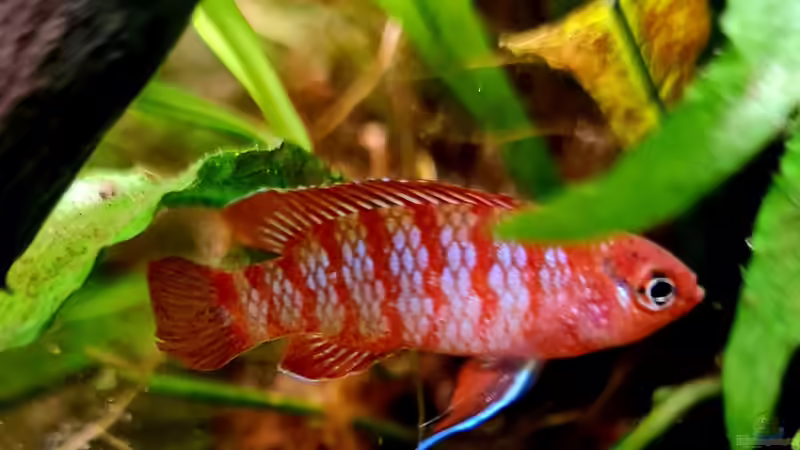 Dario Dario männchen von David Schneider Aquaristik (14)