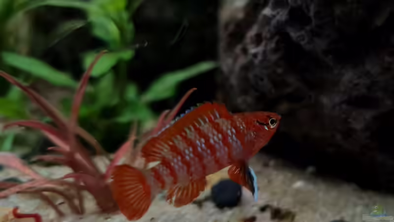 Dario Dario männchen von David Schneider Aquaristik (18)