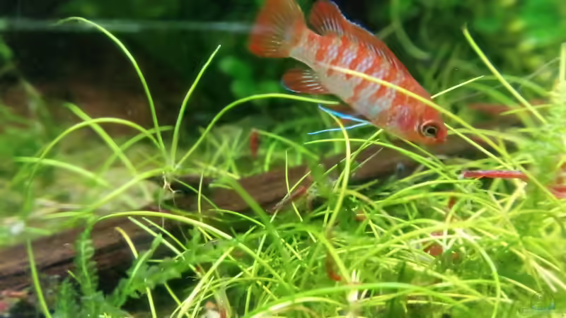 Dario Dario Männchen von David Schneider Aquaristik (25)