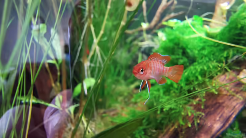 Dario Dario Männchen von David Schneider Aquaristik (27)