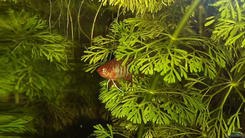 dario dario Männchen von TinaMarie (13)