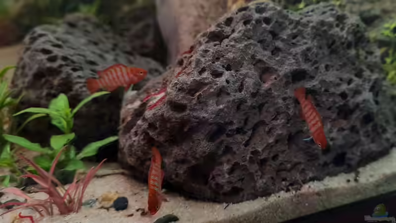 Aquarien mit Dario dario (Einrichtungsbeispiele für Scarlet-Blaubarsche)