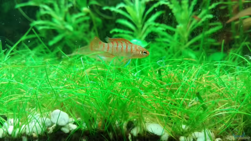 Dario Dario (Scharlachroter Zwergblaubarsch)