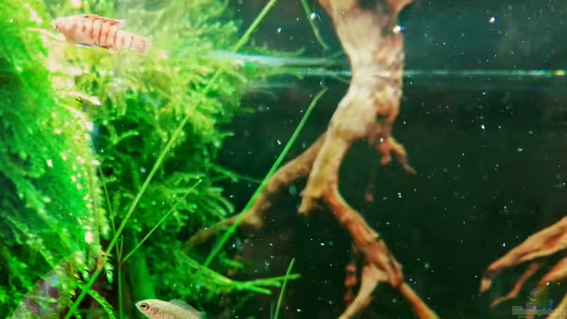 Dario Dario (Scharlachroter Zwergblaubarsch)