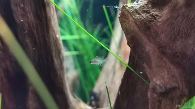 Dario Dario (Scharlachroter Zwergblaubarsch)