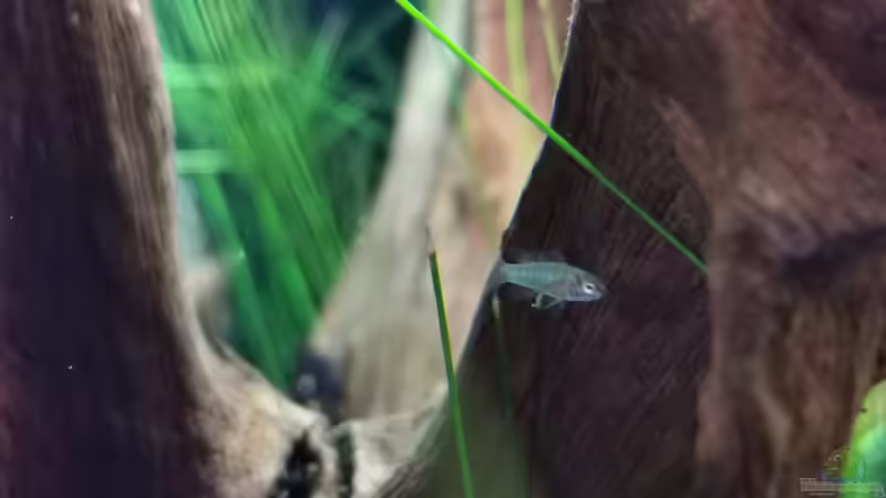 Dario Dario (Scharlachroter Zwergblaubarsch)