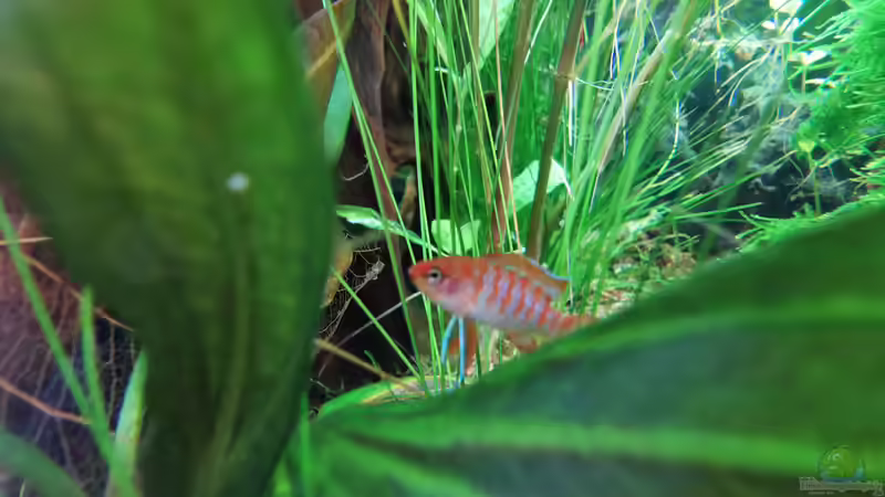 Dario Dario (Scharlachroter Zwergblaubarsch)