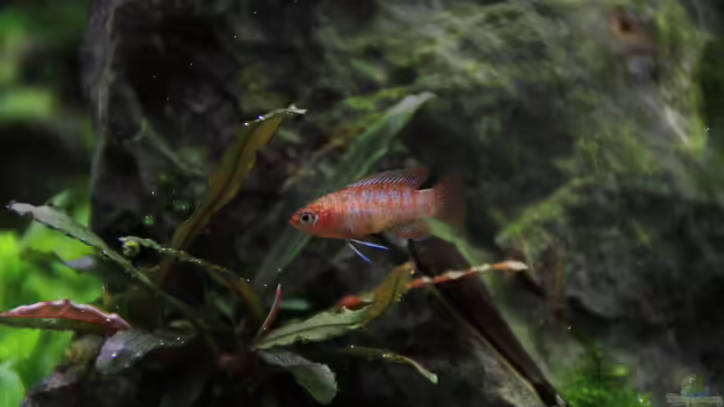 Dario Dario von LouFe (17)