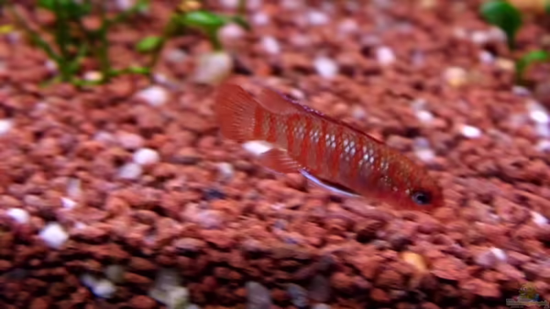 Dario Dario von snooze (47)