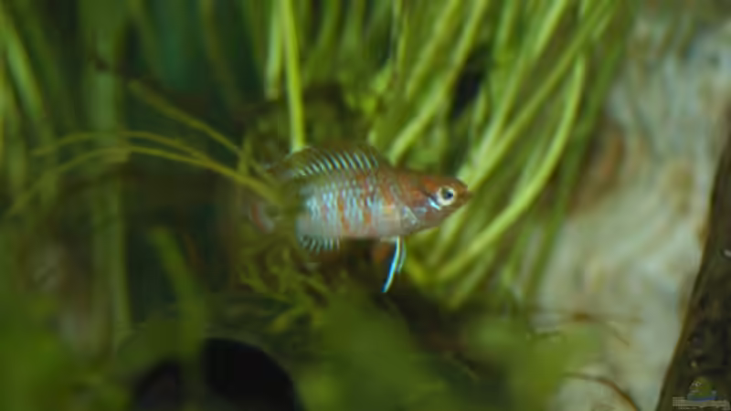 Dario dario von Snubby (5)