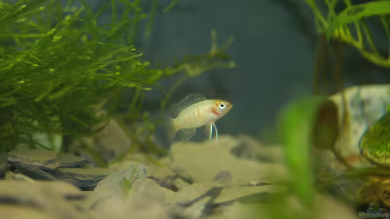 Dario dario von Snubby (6)