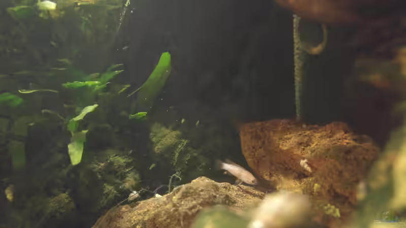 Dario Dario von Tino Georgi (12)