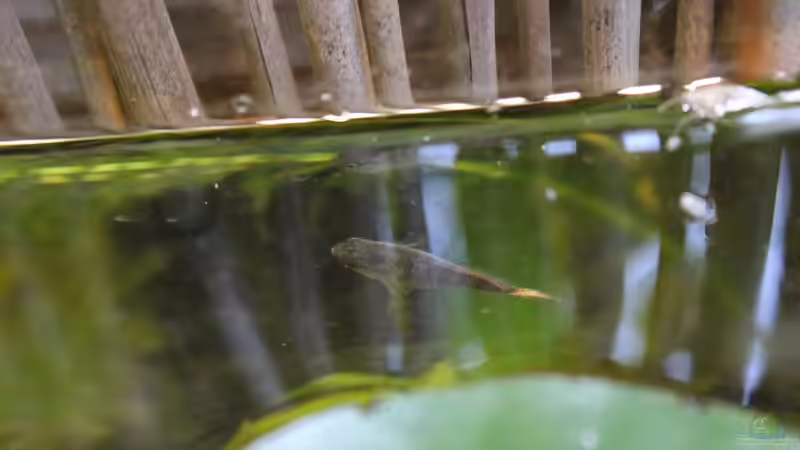 Dario dario Weibchen nach dem Umzug auf den Balkon 21.07.2016 von Laufilauf (5)