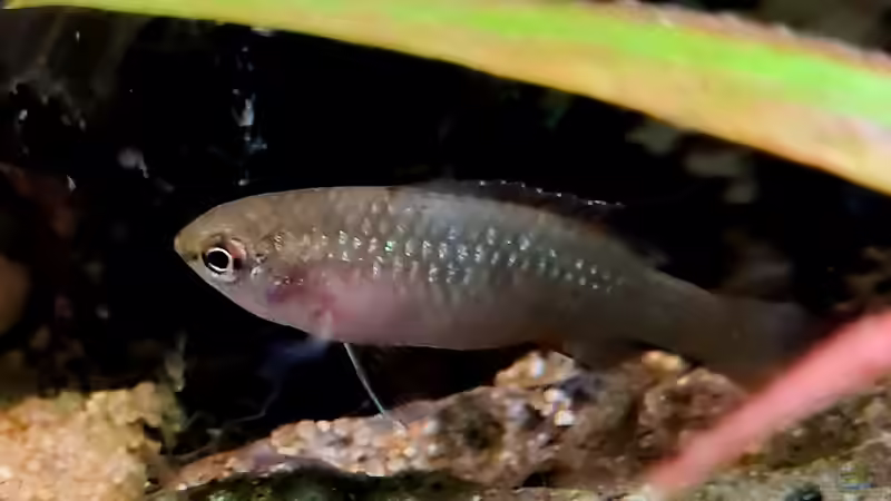 Dario Dario weibchen von David Schneider Aquaristik (21)