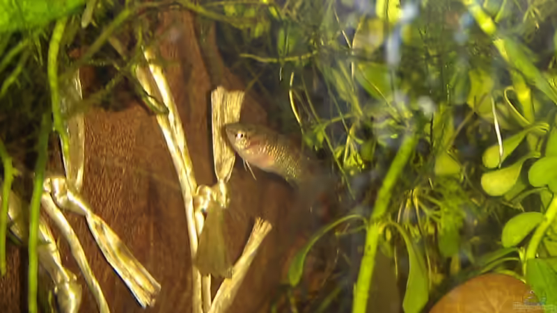 Dario dario Weibchen von TinaMarie (12)