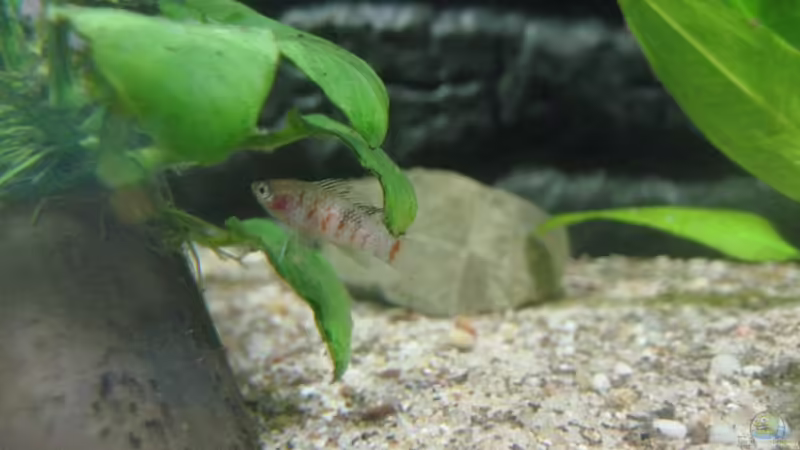 Aquarien mit Dario dario (Einrichtungsbeispiele für Scarlet-Blaubarsche)