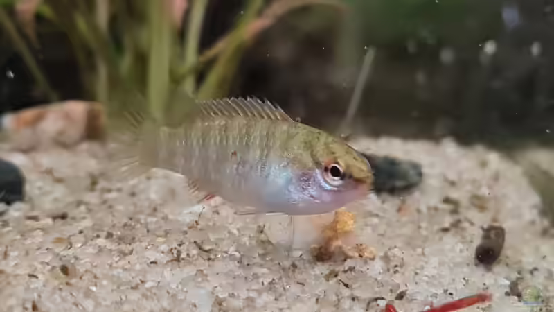 Aquarien mit Dario dario (Einrichtungsbeispiele für Scarlet-Blaubarsche)