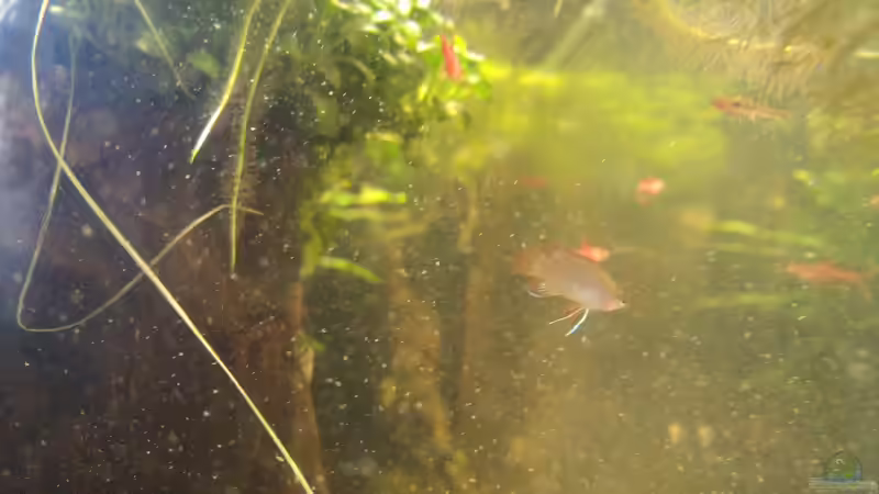 Dario in ´Futterwolke´ von Tino Georgi (11)