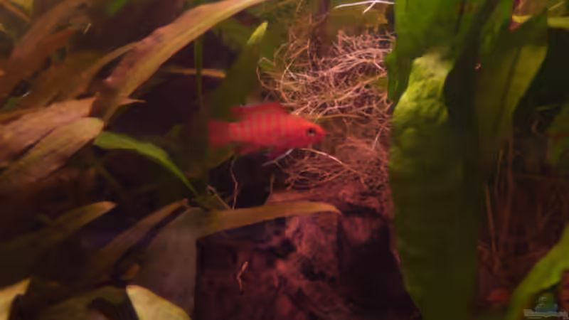 Aquarien mit Dario dario (Einrichtungsbeispiele für Scarlet-Blaubarsche)