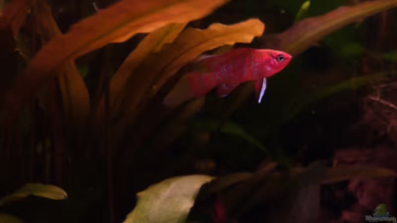 Dario Männchen 15.03.2011 von Ray1975 (28)