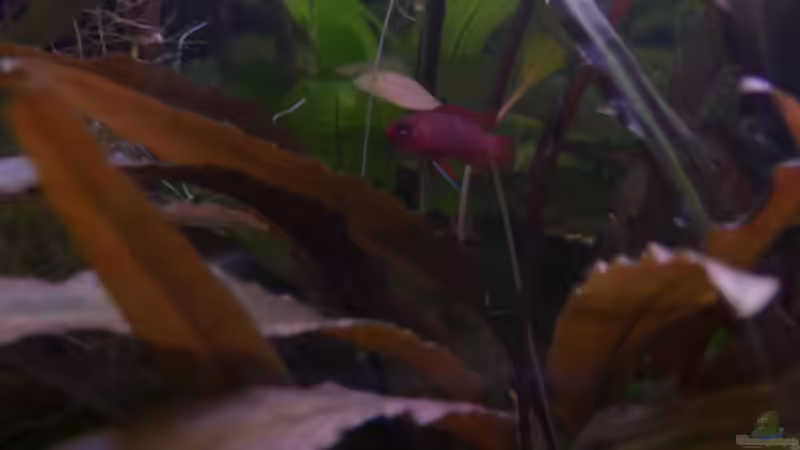 Dario Männchen 2 13.03.2011 von Ray1975 (24)