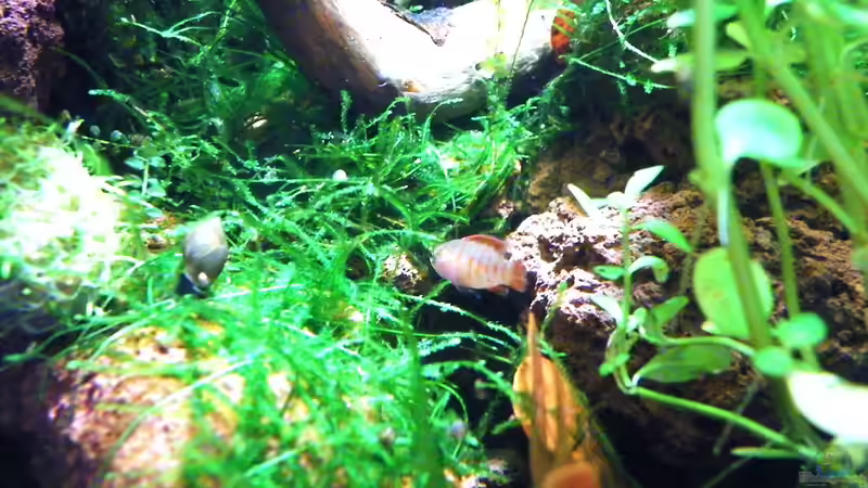 Hamburger Mattenfilter im Aquarien (Einrichtungsbeispiele mit HMF)