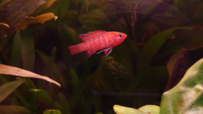 Dario Männchen von Ray1975 (19)