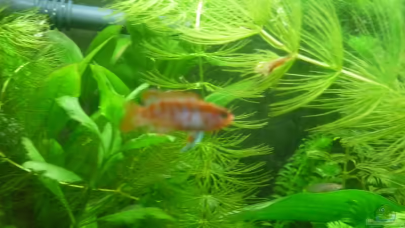 Aquarien mit Dario dario (Einrichtungsbeispiele für Scarlet-Blaubarsche)