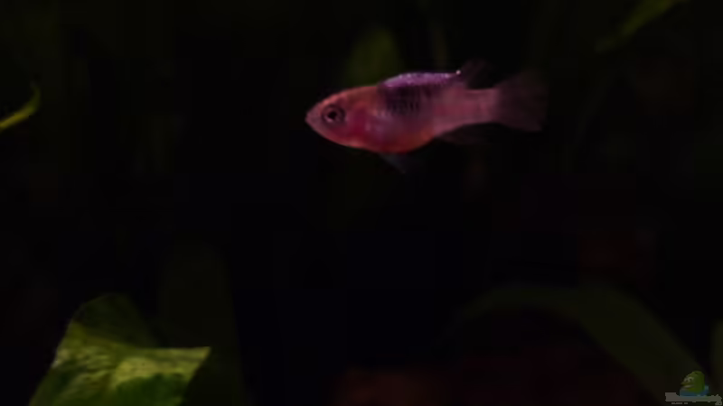 Dario Weibchen 15.03.2011 von Ray1975 (29)