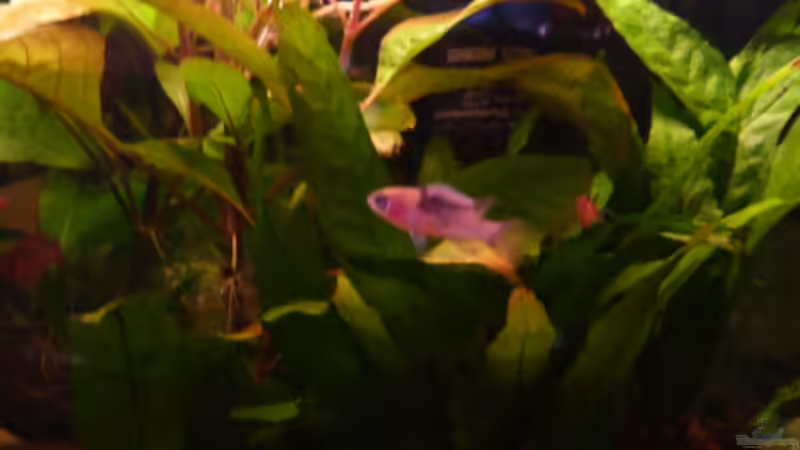 Dario Weibchen von Ray1975 (21)