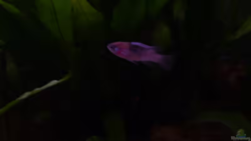 Dario Weibchen von Ray1975 (26)