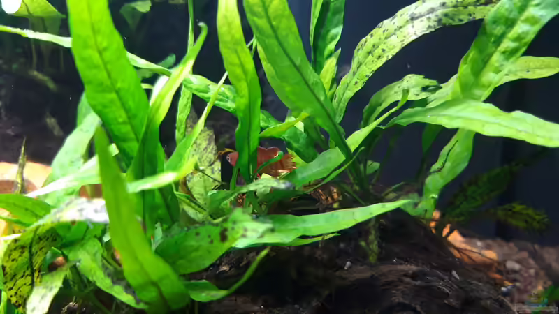 DarioDarioM_20211021 von Mich (7)